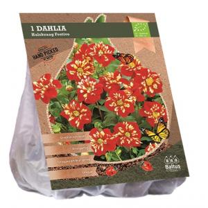 Baltus BIO Dahlia Collarette Festivo bloembol per 1 stuks