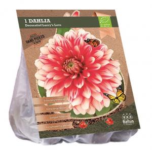 Baltus BIO Dahlia Decoratief Larry's Love bloembol per 1 stuks