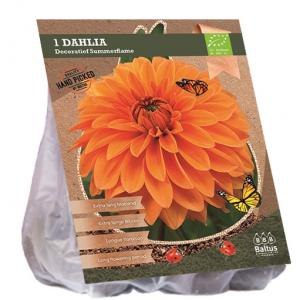 Baltus BIO Dahlia Decoratief Summerflame bloembol per 1 stuks