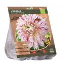 Baltus BIO Dahlia Dinnerplate Avignon bloembol per 1 stuks