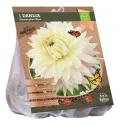 Baltus BIO Dahlia Dinnerplate Kiev bloembol per 1 stuks