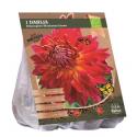 Baltus BIO Dahlia Dinnerplate Manhattan Island bloembol per 1 stuks