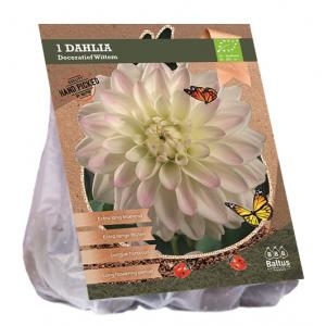 Baltus BIO Dahlia Wittem bloembol per 1 stuks