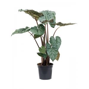 Alocasia Sarawakensis Yucatan Princess M kamerplant