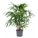 Rhapis Bamboepalm Excelsa XS hydrocultuur plant