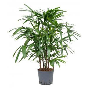 Rhapis Bamboepalm Excelsa XS hydrocultuur plant