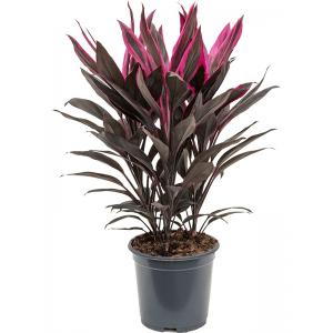 Cordyline Fruticosa Tango 50 cm kamerplant