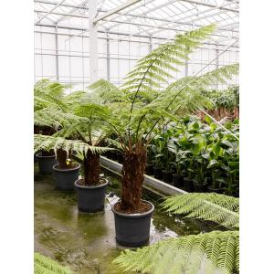 Dicksonia Antarctica 175 cm M Tasmaanse boomvaren