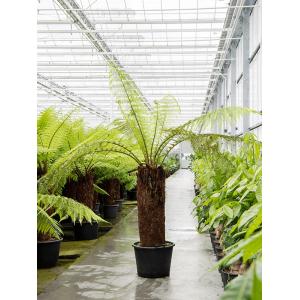 Dicksonia Antarctica 200 cm L Tasmaanse boomvaren