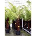 Dicksonia Antarctica 240 cm XL Tasmaanse boomvaren