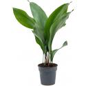 Aspidistra elatior L 50 cm kamerplant