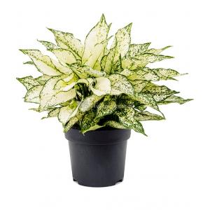 Aglaonema White Kiwi M 45 cm kamerplant