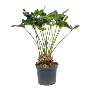 Anthurium Arrow M 85 cm kamerplant