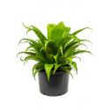 Asplenium Varen Antiquum Osaka L 70 cm kamerplant