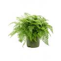 Asplenium Varen Dimorphum Parvati M  55 cm kamerplant