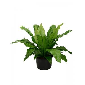 Asplenium Varen Nidus L 80 cm kamerplant