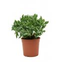 Crassula Argentea S 35 cm kamerplant