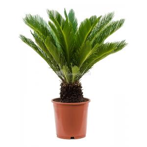 Cycas Vredespalm Revoluta 65 cm kamerplant