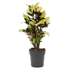 Croton Wonderstruik Codiaeum Variegatum Mrs Iceton S 90 cm kamerplant