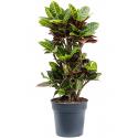 Croton Wonderstruik Codiaeum Variegatum Petra M 100 cm kamerplant