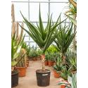 Aloe Bainesii Barberae M 180 cm kamerplant