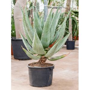 Aloe Marlothii S 120 cm kamerplant