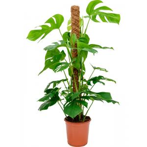 Gatenplant Monstera Deliciosa M 110 cm kamerplant