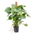 Gatenplant Monstera Deliciosa S 100 cm kamerplant