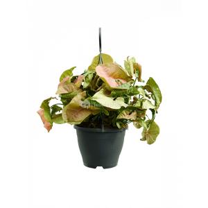 Syngonium Neon 60 cm hangplant