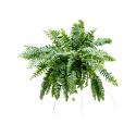 Krulvaren Nephrolepis Biserrata Macho S 50 cm hangplant