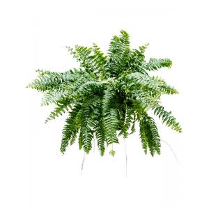 Krulvaren Nephrolepis Biserrata Macho S 50 cm hangplant