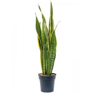 Sansevieria Trifasciata Laurentii 80 cm kamerplant