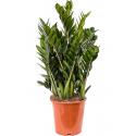 Zamioculcas Zamiifolia Super Nova M 70 cm kamerplant