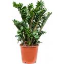 Zamioculcas Zamiifolia Zenzi 70 cm kamerplant