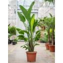 Strelitzia Nicolai L 180 cm kamerplant