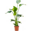 Strelitzia Nicolai S 120 cm kamerplant