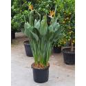 Strelitzia Reginae L 160 cm kamerplant