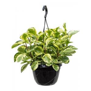 Peperomia Obtusifolia Golden Gate 50 cm hangplant