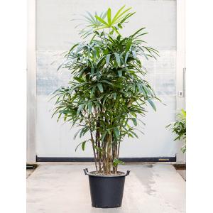 Bamboepalm Rhapis Excelsa 220 cm kamerplant