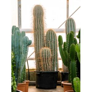 Cactus Trichocereus Paracana 160 cm tuinplant