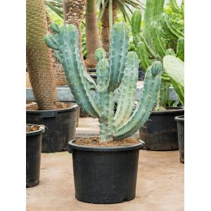 Myrtillocactus Geometrizans L 120 cm tuinplant