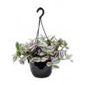 Vaderplant Tradescantia Albiflora Nanouk 30 cm Hangplant