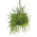 Koraalcactus Rhipsalis Mauritiana 60 cm hangplant