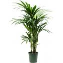 Kentiapalm Howea Forsteriana palm L 105 cm kamerplant