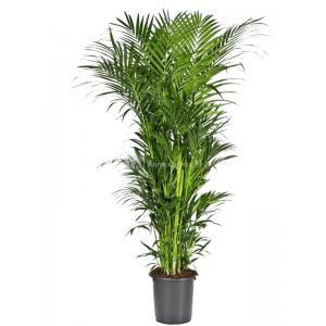 Kentiapalm Howea Forsteriana palm L 250 cm kamerplant