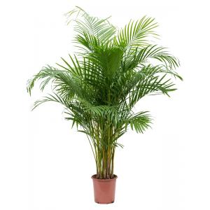 Goudpalm Areca Dypsis Lutescens 125 cm kamerplant