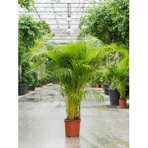 Goudpalm Areca Dypsis Lutescens 170 cm kamerplant