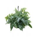 Blauwvaren Philebodium Aureum Davana 55 cm hangplant