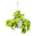 Philodendron Scandens Brasil 40 cm hangplant