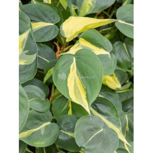 Philodendron Scandens Brasil 50 cm kamerplant